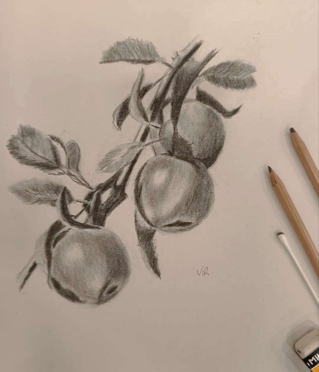 Dibujo a grafito de manzanas en rama